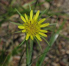 yellow salsify